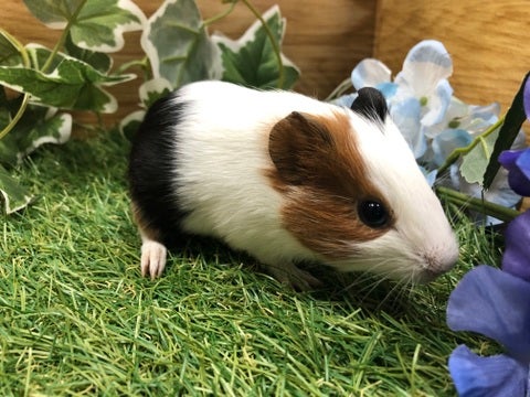【5月10日撮影】