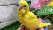 セキセイインコ ヒナ