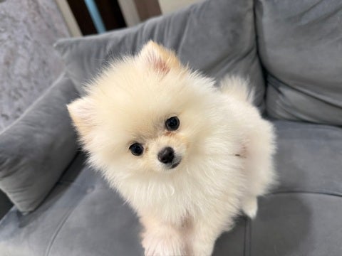 5/10撮影 小さくてもこもこちゃん💕