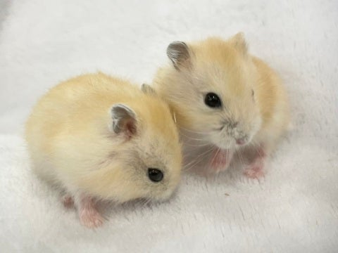 可愛いです♡
