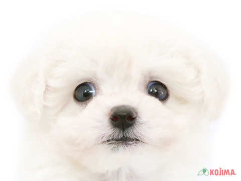 埼玉県のビションフリーゼ (コジマアリオ深谷店/2025年1月17日生まれ/女の子/ホワイト)の子犬