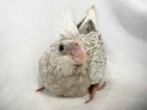 ぜひ会いに来てください🤍🐣