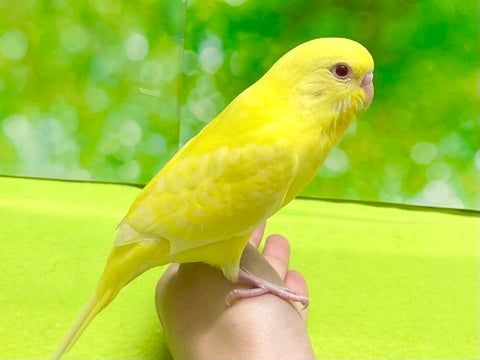 とっても綺麗な目をしています❣️