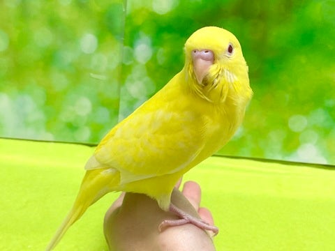 指につかまれるようになってきました☺️
