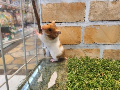 5/11撮影