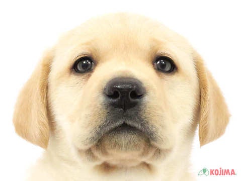 東京都のラブラドールレトリーバー (コジママチノマ大森店/2025年2月4日生まれ/男の子/イエロー)の子犬