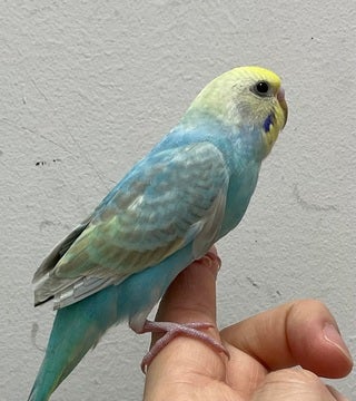 人慣れしているセキセイさんです🦜✨🫧2025年5月12日撮影📸