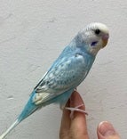セキセイインコ ヒナ
