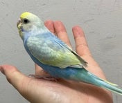 セキセイインコ ヒナ