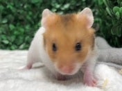 写真はモデルの子です