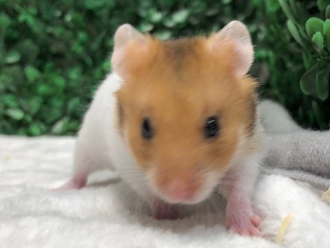 写真はモデルの子です