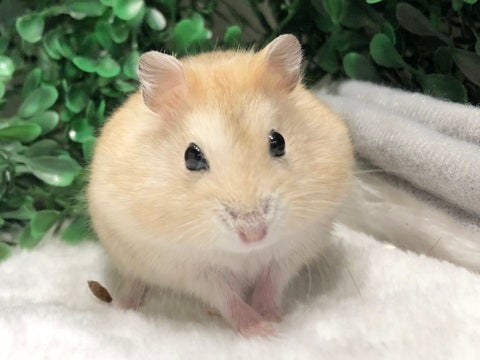 写真はモデルの子です