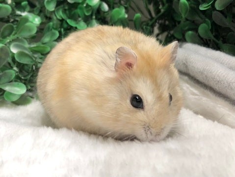 まんまるい