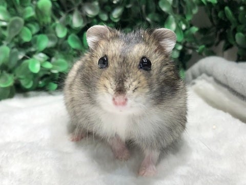 写真はモデルの子です