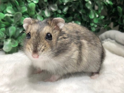 もこもこ