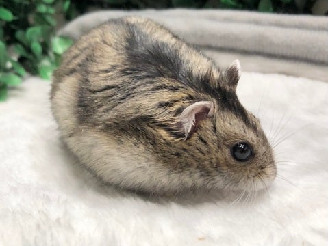 むっっっちむち