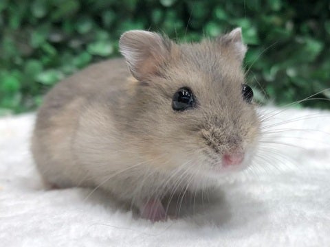 写真はモデルの子です