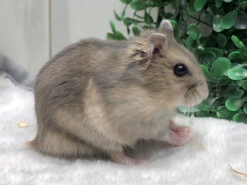 ちらっと