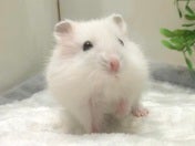 写真はモデルの子です
