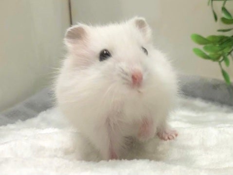 写真はモデルの子です