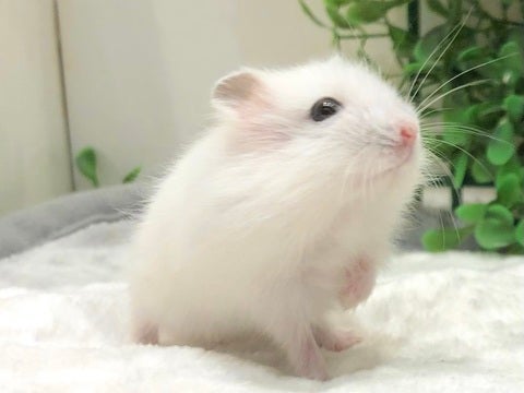 美形さん🎵