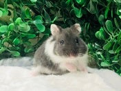 写真はモデルの子です