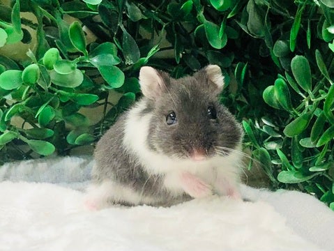 写真はモデルの子です