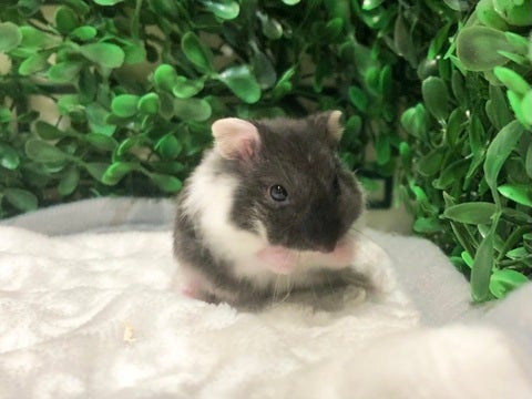くしくし