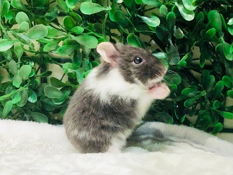 もこもこ💕