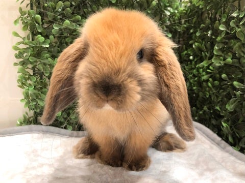 トート系のロップさんです🐰3/26