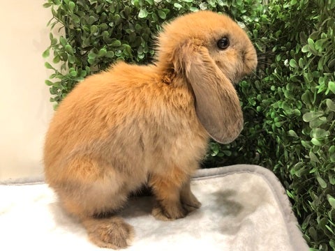 大きなお耳が羽みたいで可愛いです🪽💕
