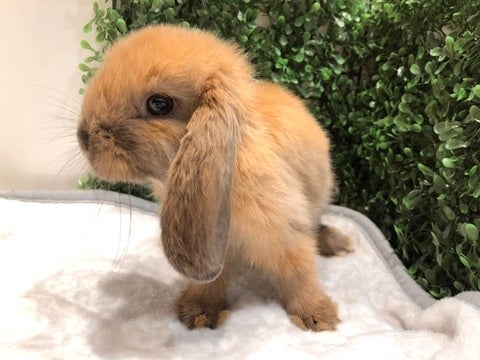 もふもふちゃん💕