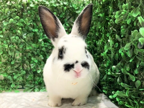 パンダさんみたいな毛色が可愛いレッキスさん🐼💕4/24