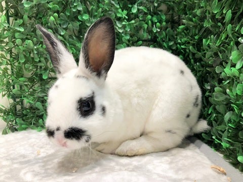 もちもちボディがとっても可愛いです💕
