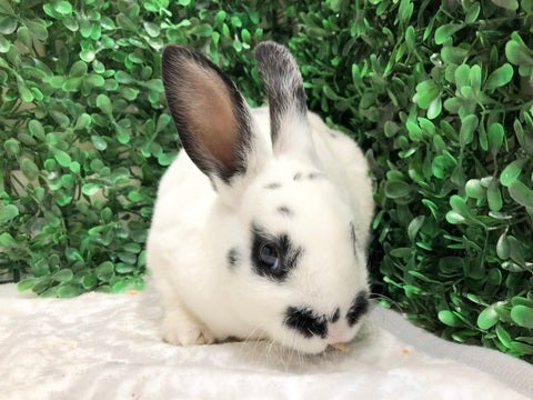 きゅるきゅるおめめです👀💕