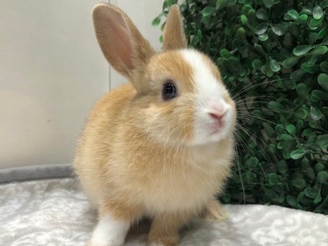 きゅるるん