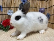 5/12撮影