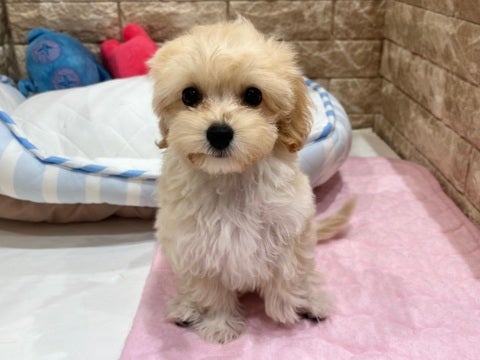 5/12撮影　くりくりお目目＆まんまるお顔💖