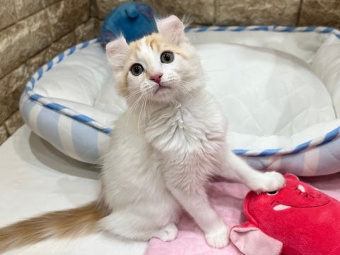 5/12撮影　綺麗にカールしたお耳が自慢です❣️
