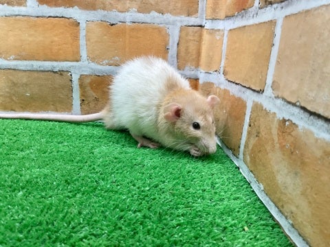 モグモグ
