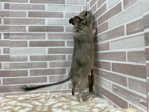 ここに何かある！