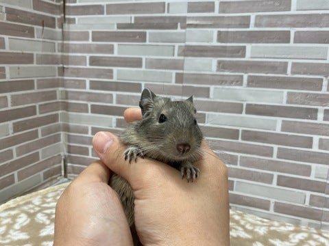 手の中落ち着くな～