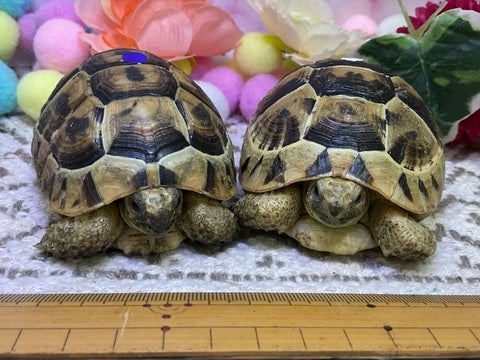 【2025年5月12日撮影】