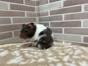 振り向いている姿が可愛いです💕