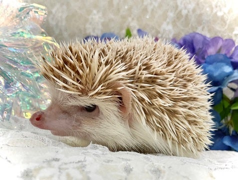 2025/05/12撮影