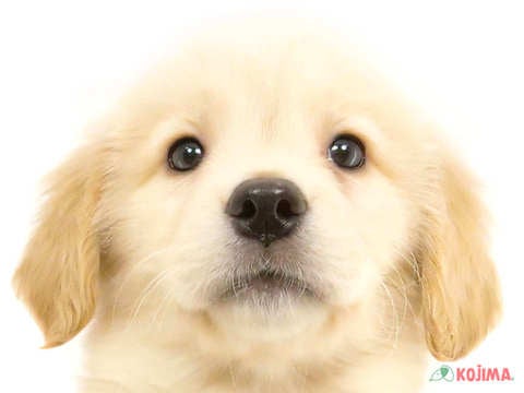 東京都のゴールデンレトリバー (コジマ町田店/2025年2月16日生まれ/女の子/ゴールデン)の子犬