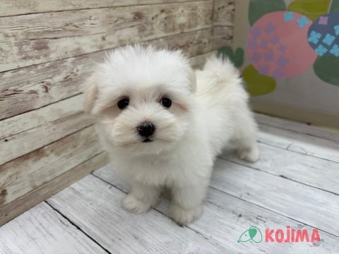 2025/05/13撮影　パパ　3kg　ママ　3.5kg