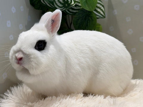 お探しの方も多いのではないでしょうか！