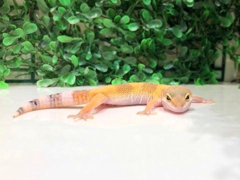 ぺたん😚😚