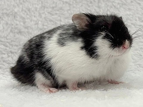いろんなカラーの入り方があって可愛いです🎶